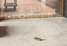 😂Вся суть современного девелопмента — дизайнерские лобби продуктологи напридумывали, а крыс управляшка не травит. Прайм Парк, например