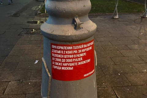 🤓Наконец Город решил принять меры борьбы с сумасшедшими голубятниками